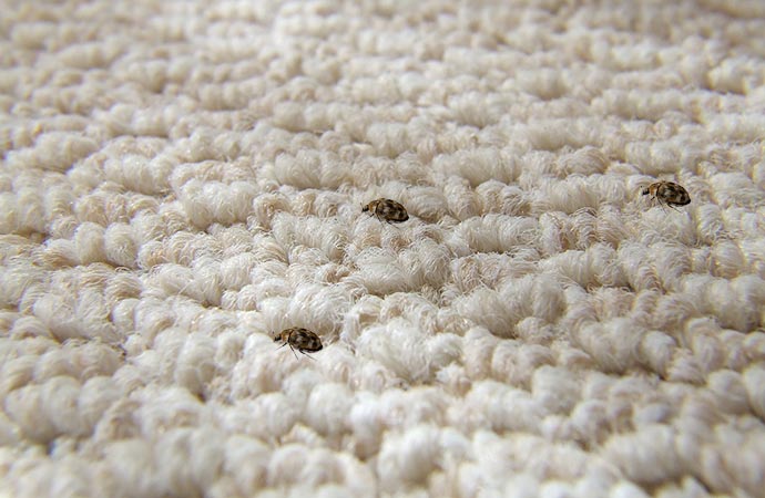 bugs on the room's carpet