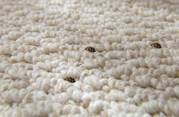 Carpet Beetle Removal From Rugs In