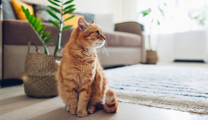 Orange cat sitting beside a light area rug in a bright living room