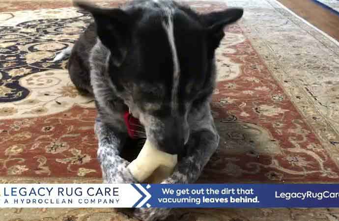 Cleaning Pet Stains from Rugs