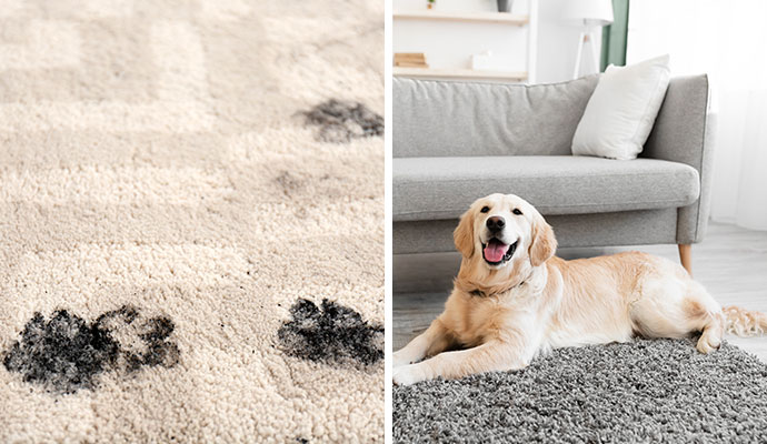 Collage of a pet stain and a dog sitting on a rug