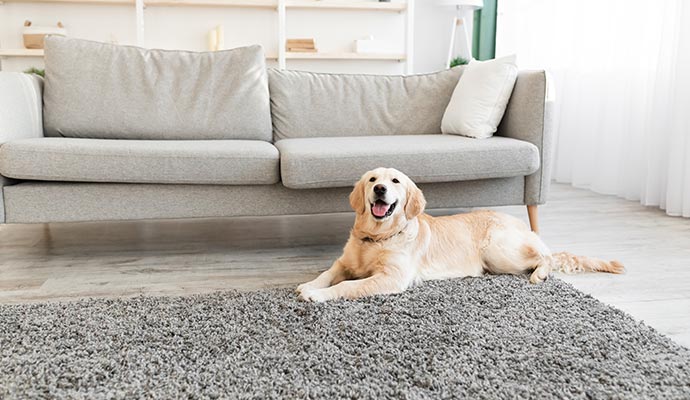 Golden retriever lying on gray shag rug