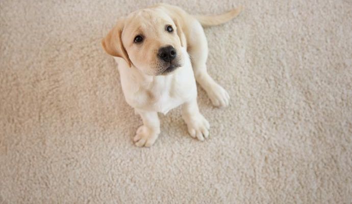 Dog sitting on a freshly cleaned rug