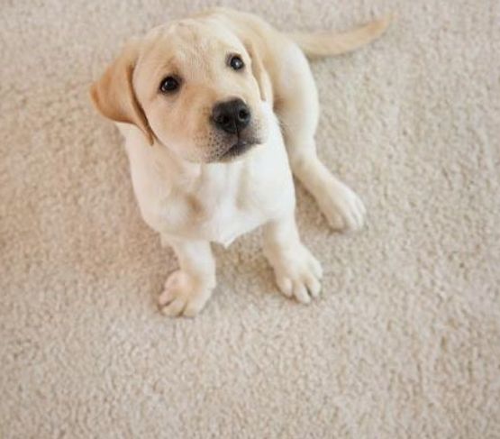 Dog sitting on a freshly cleaned rug