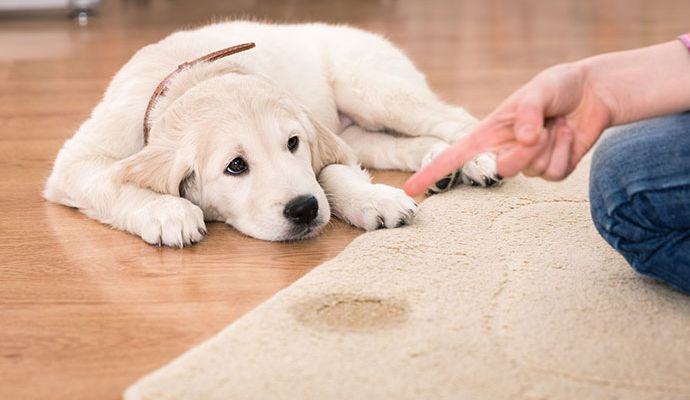 A person pointing at pet stain on rug near a white dog
