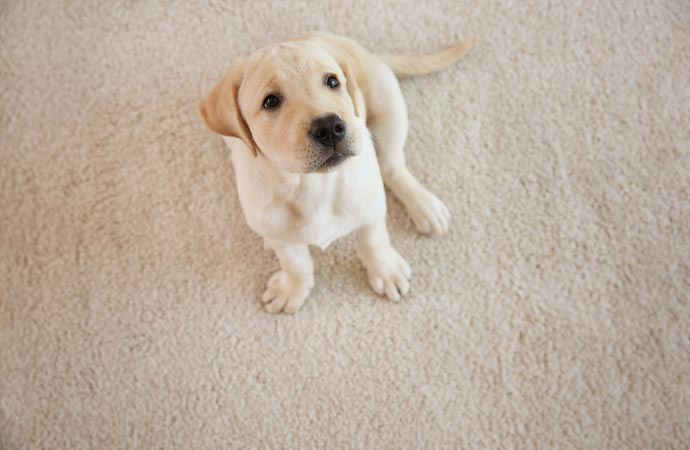 clean pet damaged rug