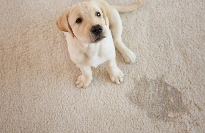 Pet damaged rug