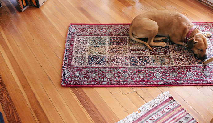 A dog resting on a patterned area rug over hardwood flooring