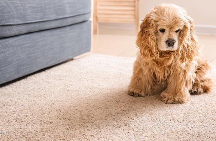  Pet on cleaned rug