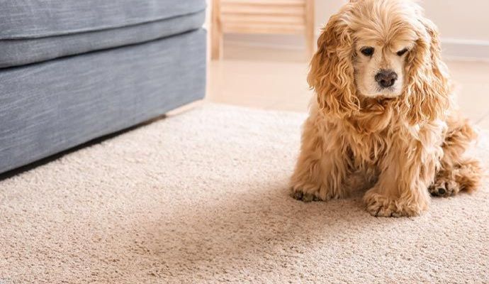  Pet sitting on a rug