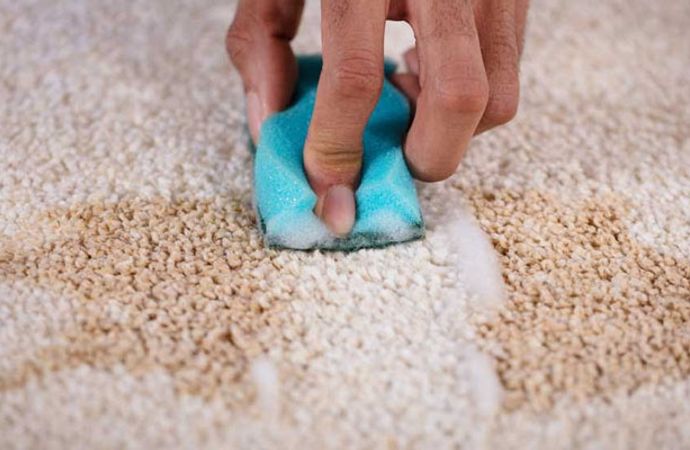A person removing stain from the rug