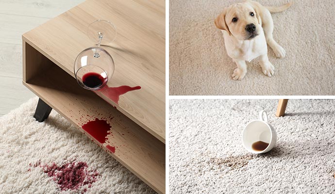 Collage of rug stains and pet sitting on rug