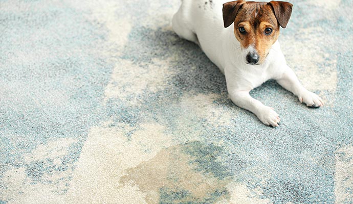 Professional pet stain removal and floor cleaning service