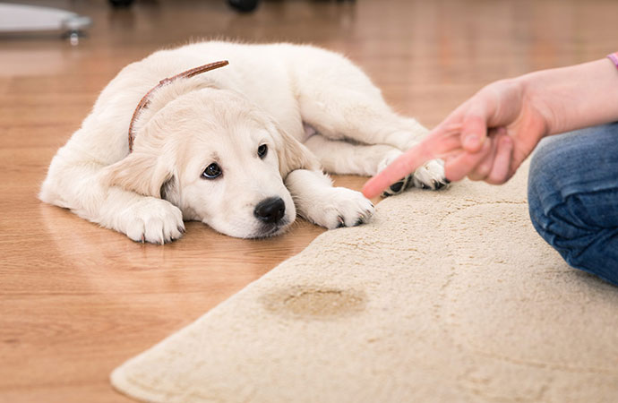 Pet Barrier for Rugs in Baltimore & Columbia, MD by Legacy Rug  Care