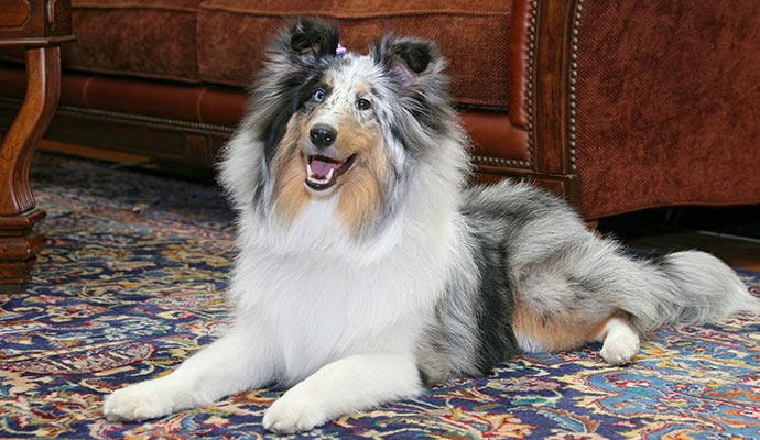 A dog sitting on rug