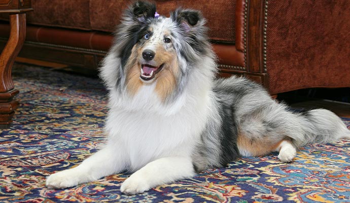 Pet dog sitting on a clean rug